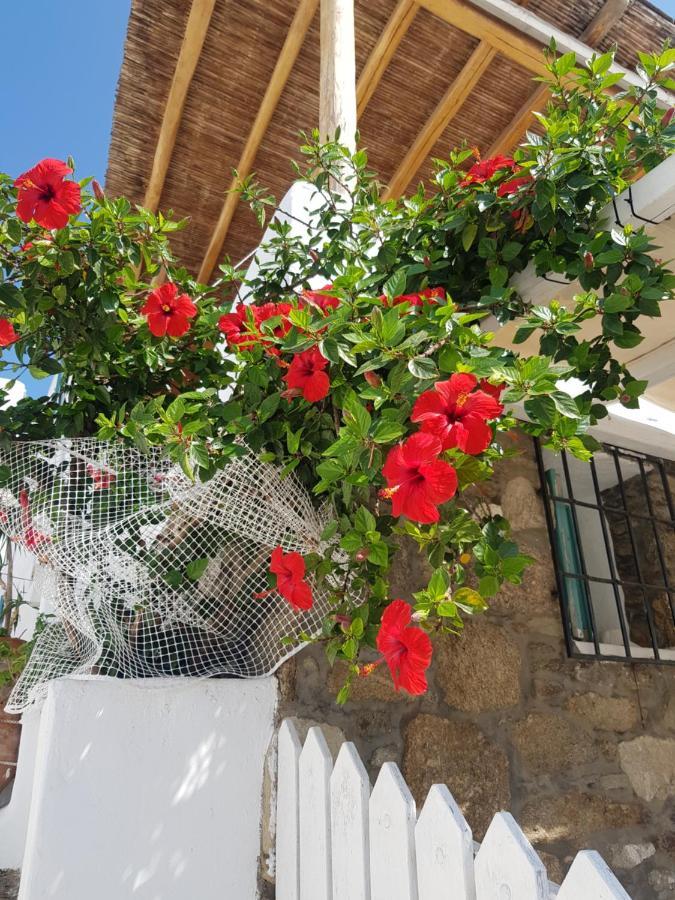 הוילה Mykonos Town Hibiscus Rosa Mykonos מראה חיצוני תמונה